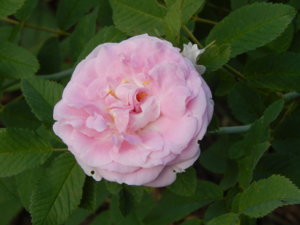 DSCN7556.JPG