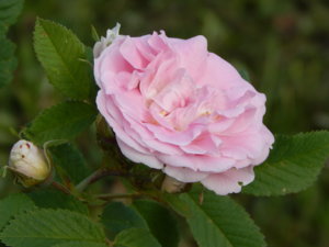 DSCN7557.JPG