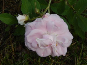 DSCN7558.JPG