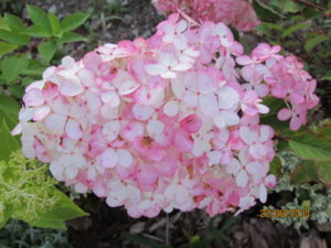 IMG_1463.JPG