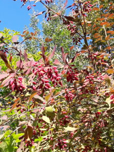 20180822_094237.jpg