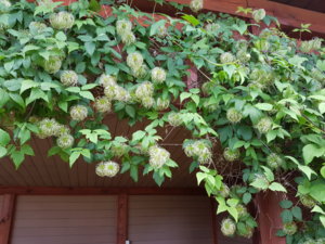 20180807_110601.jpg