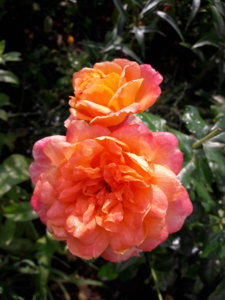 20180827_102730.jpg