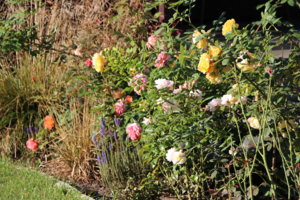 IMG_9293.JPG
