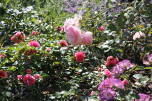 IMG_9351.JPG