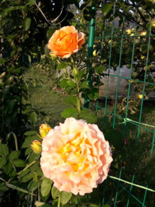 20180828_074651.jpg