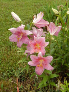 DSCN7727.JPG