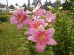 DSCN7729.JPG