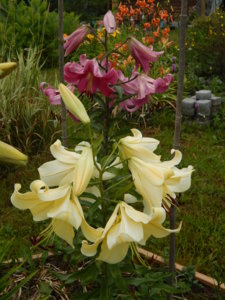 DSCN7744.JPG