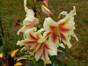 DSCN7781.JPG