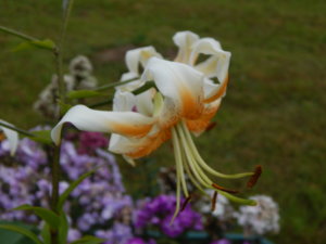 DSCN7783.JPG