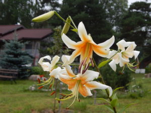 DSCN7784.JPG