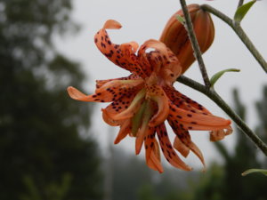 DSCN7743.JPG