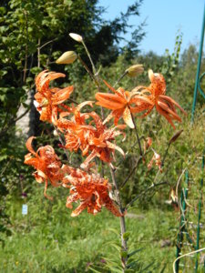 DSCN8121.JPG