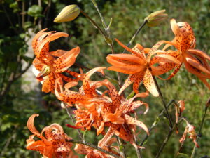 DSCN8122.JPG