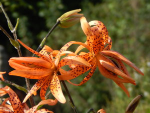 DSCN8123.JPG
