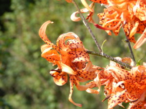 DSCN8124.JPG