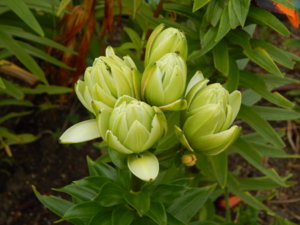 DSCN7770.JPG