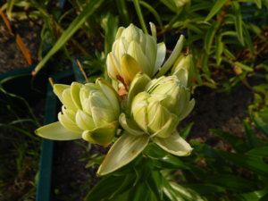 DSCN7955.JPG
