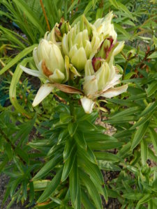 DSCN8146.JPG