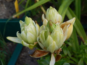 DSCN8148.JPG