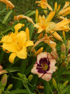 DSCN7733.JPG