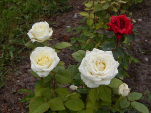 DSCN7734.JPG