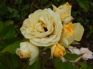 DSCN7736.JPG