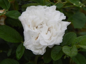 DSCN7738.JPG