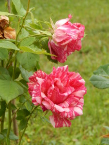 DSCN7797.JPG