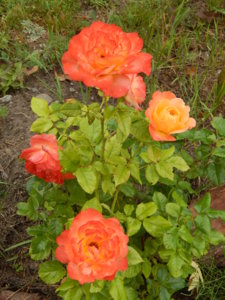DSCN7800.JPG