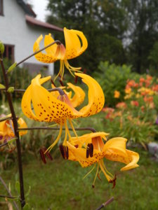 DSCN7752.JPG