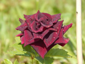 DSCN7873.JPG