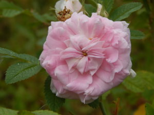 DSCN7822.JPG