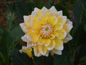 DSCN7910.JPG