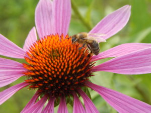 DSCN7939.JPG