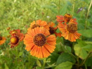 DSCN7941.JPG
