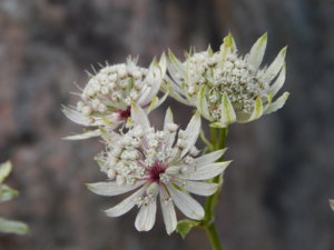 DSCN7991.JPG