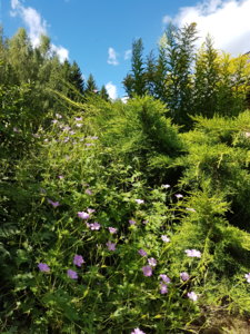 20180807_104750.jpg