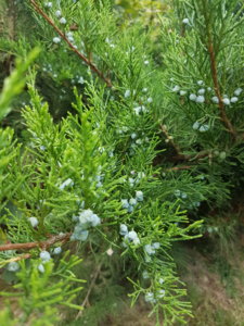 20180807_105916.jpg