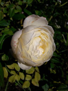20180822_160633.jpg