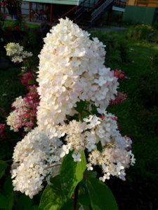 20180828_074823.jpg