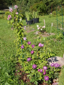 DSCN8085.JPG
