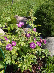DSCN8087.JPG