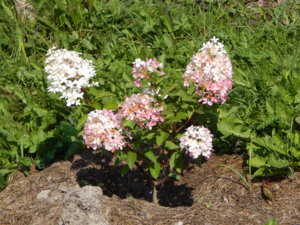 DSCN8090.JPG