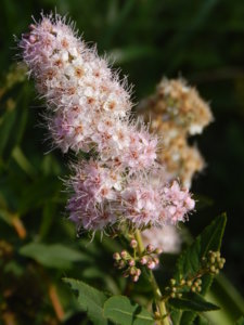 DSCN8144.JPG