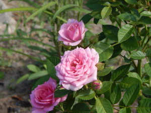 DSCN8153.JPG
