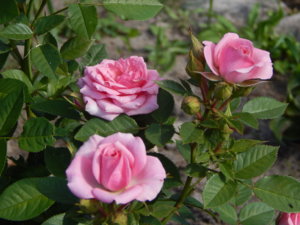 DSCN8154.JPG
