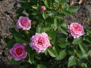 DSCN8155.JPG