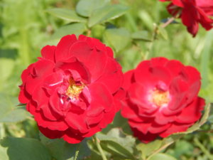 DSCN8134.JPG